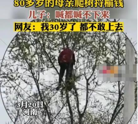 80多歲老太爬樹摘榆錢 喊都喊不下來 原因太出乎意料了