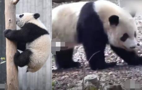 游客回憶最后一次見到寶新 去世原因太出乎意料了