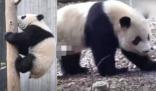 游客回憶最后一次見到寶新 去世原因太出乎意料了