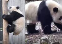 游客回憶最后一次見到寶新 去世原因太出乎意料了