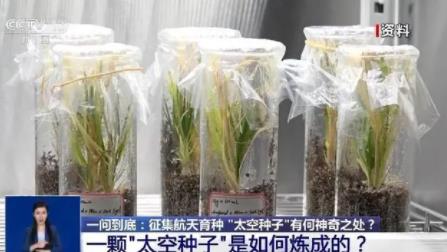 上天入地的太空種子這樣煉成 真相揭露真的令人大吃一驚