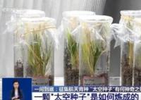 上天入地的太空種子這樣煉成 真相揭露真的令人大吃一驚