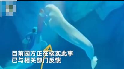 海洋公園回應工作人員拳打白鯨 真相揭露真的令人大吃一驚