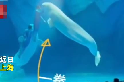 海洋公園回應工作人員拳打白鯨 真相揭露真的令人大吃一驚
