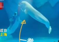 海洋公園回應工作人員拳打白鯨 真相揭露真的令人大吃一驚