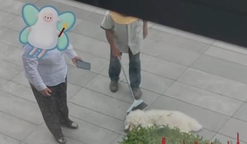 派出所回應杭州高空扔狗事件 照片曝光直接讓人大呼意外