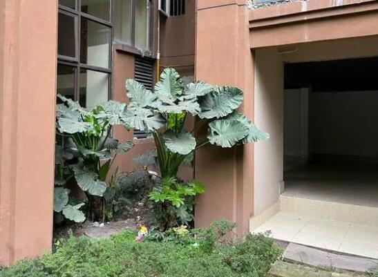 姐弟墜亡案被告翻供稱“有精神病” 到底是什么情況?
