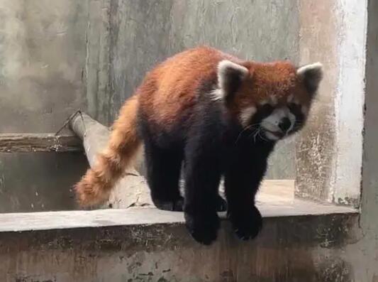 警方破獲大案解救63只小熊貓 真相曝光簡直太驚人了
