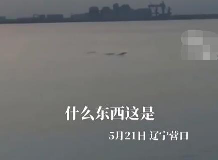 男子稱拍到5米長不明生物 現場曝光 究竟是怎么回事？