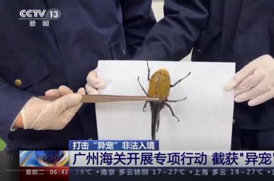 這些非法入境“異寵”隱患多 始料未及真相簡直太意外了