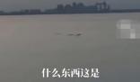 男子稱拍到5米長不明生物 現場曝光不知道是什么
