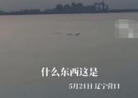 男子稱拍到5米長不明生物 現(xiàn)場曝光畫面簡直驚個呆