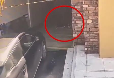 清潔工躺車庫被碾身亡司機申請國賠