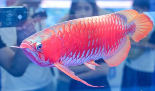 一條龍魚居然能換一套房 一條龍魚為什么這么值錢?