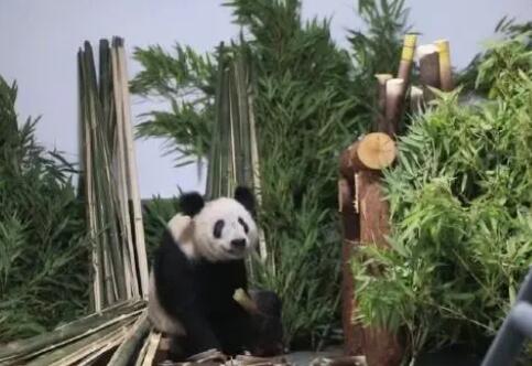 丫丫回到北京動物園 暫不對外展出 始料未及真相簡直太意外了