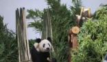 丫丫回到北京動物園 暫不對外展出 始料未及真相簡直太意外了