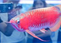 一條龍魚居然能換一套房 一條龍魚為什么這么值錢?
