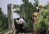 丫丫回到北京動物園 暫不對外展出 原因竟是這樣太無奈了