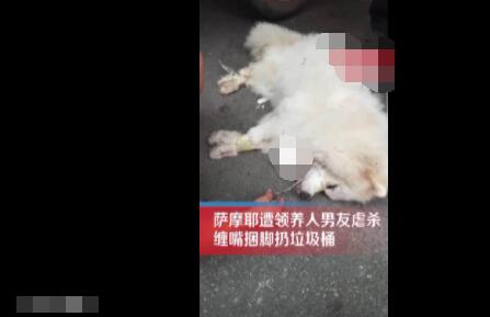 薩摩耶遭領(lǐng)養(yǎng)人男友捆腳丟棄死亡