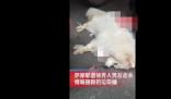 薩摩耶遭領養人男友捆腳丟棄死亡 真相曝光簡直太驚人了