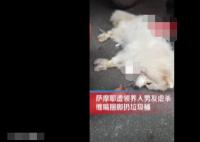 薩摩耶遭領養人男友捆腳丟棄死亡 真相曝光簡直太驚人了