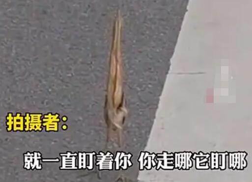 男子路遇紙片鳥一查竟是國保動物 照片曝光直接讓人大呼意外