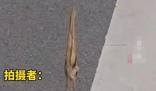 男子路遇紙片鳥一查竟是國保動物 最后網友報警處理后離去