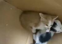 男子用錘子鑿墻壁救出4只小貓 真相曝光簡直太驚人了