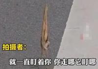男子路遇紙片鳥一查竟是國保動物 最后網友報警處理后離去