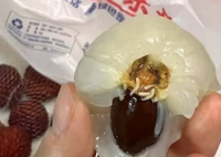 胖東來荔枝打開全是蟲子 始料未及真相簡直太意外了