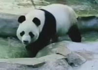 兩只旅俄大熊貓?bào)w重和人氣齊升 背后真相實(shí)在讓人驚愕