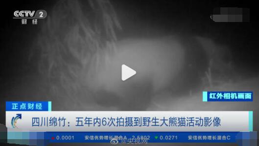 野生大熊貓用屁股蹭了蹭紅外相機 原因竟是這樣太崩潰了