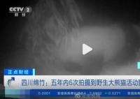野生大熊貓用屁股蹭了蹭紅外相機 原因竟是這樣太崩潰了