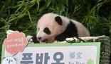 上萬韓國人競聘和大熊貓相關崗位 背后原因簡直驚呆了眾人