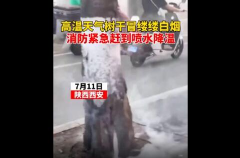 高溫天氣西安一行道樹冒白煙 原因竟是這樣實在是太意外了