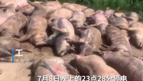 豬場(chǎng)因斷電死亡462頭豬損失近百萬(wàn) 真相曝光簡(jiǎn)直太驚人了 