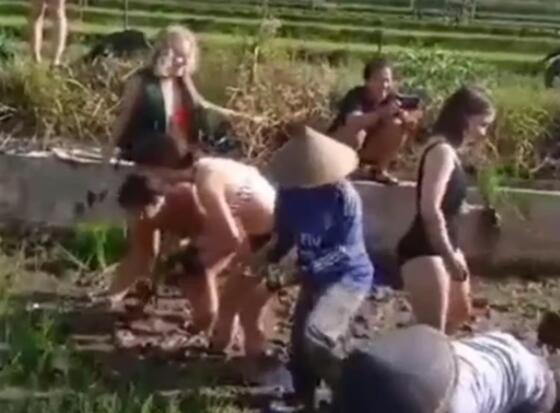 游客穿比基尼幫巴厘島農(nóng)民種莊稼 照片曝光實(shí)在是讓人意外