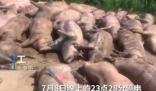 豬場因斷電死亡462頭豬損失近百萬 真相曝光簡直太驚人了 