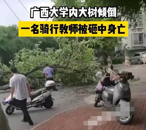校方回應教師被樹砸中身亡 真相曝光簡直太驚人了