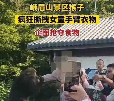 女童被峨眉山猴子撕拽搶奪食物 真相曝光簡直太驚人了
