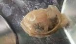 廣州通報(bào)食堂異物:或?yàn)轼喲矍蜢柲?形態(tài)對比高度相似