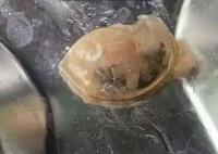 廣州通報高校食堂飯菜異物檢測情況 真相到底是什么?