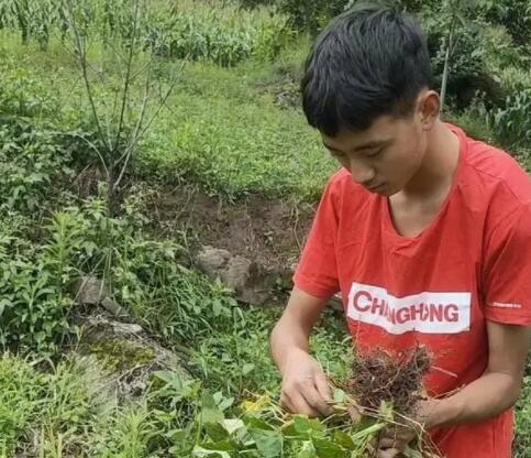 涼山小伙考上北大 錄取前還在干農活 是當地教育的改變