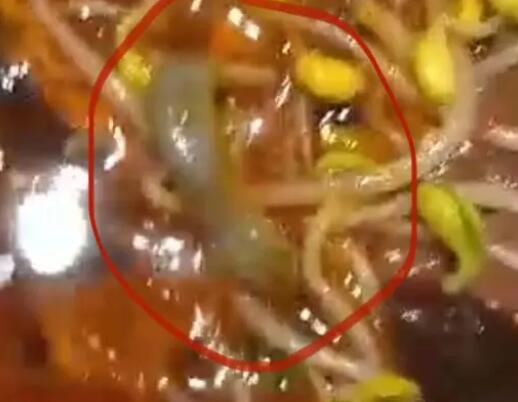 男子稱在飯店毛血旺里吃出壁虎 背后原因簡直驚呆了眾人