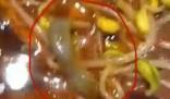 男子稱在飯店毛血旺里吃出壁虎 背后原因簡直驚呆了眾人