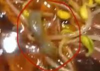 男子稱在飯店毛血旺里吃出壁虎 背后原因簡直驚呆了眾人