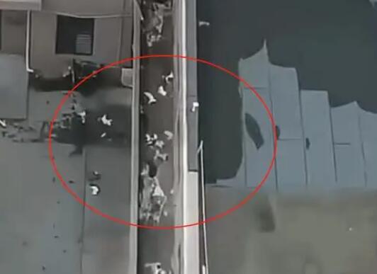 天津一小區15只貓墜亡 警方回應 真相揭露真的令人大吃一驚