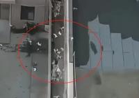 天津一小區15只貓墜亡 警方回應 真相揭露真的令人大吃一驚
