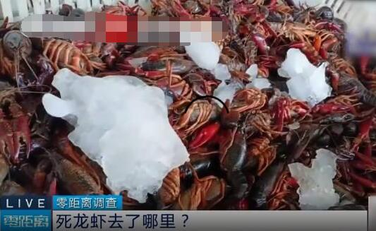 成噸死龍蝦疑似被做成蝦尾出售 真相離譜實在是太荒唐了