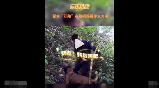 警犬強(qiáng)拽著民警找到密林中毒品 真相離奇讓人直呼太意外